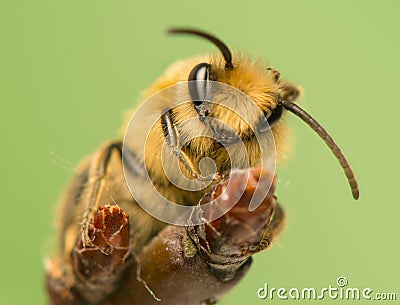 Bee - Apis mellifera