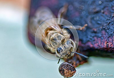 A Bee Close Up