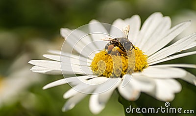 Bee Close up