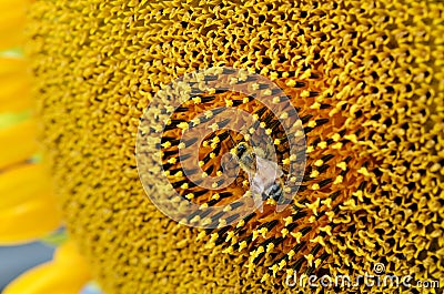 Bee collect pollen from Sunflower