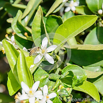 Bee collecting pollen from an orange tree flower