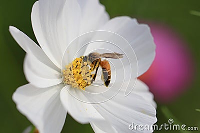 Bee and Cosmos Flower