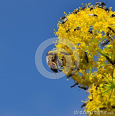 Bee on fennel flowers covered of small flies