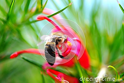 Bee on a flower Bee on a flower