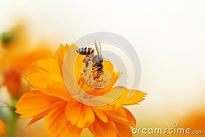 Bee and flower