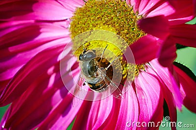 Bee on a flower