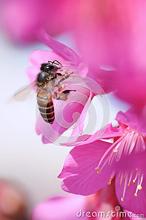 Bee and Flower