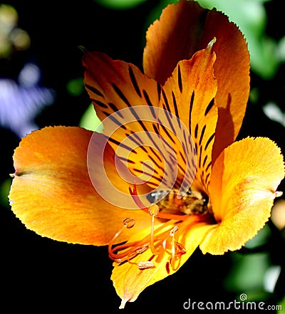 Bee & flower spirit 6