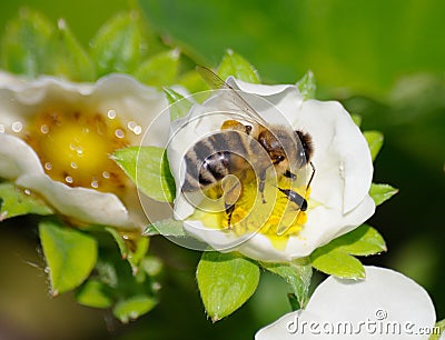 Bee in flower of strawberry