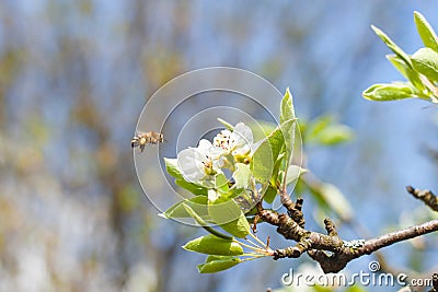 Bee is flying to flower