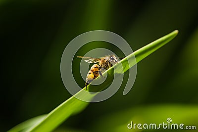 The bee on the grass