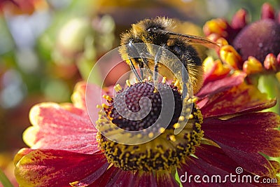 Bee on Helenium
