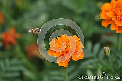 Bee and Marigold flower