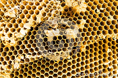Bee nest texture