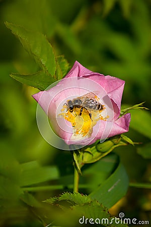 Bee