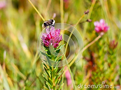 Bee Pollinates Pink Wild Flower
