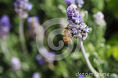 Bee on Purple Flower