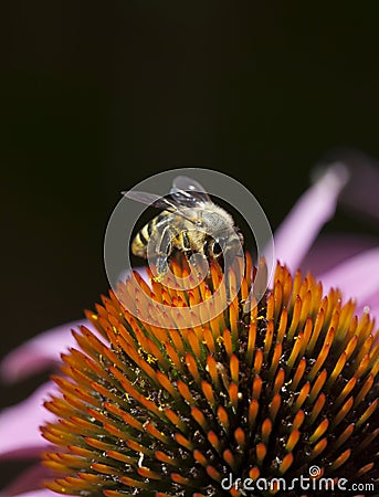 Bee on Quills of Echinacea Flower