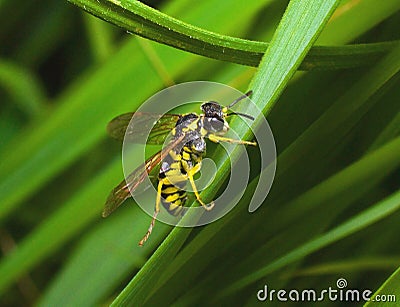 Bee sitting on a grass