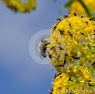 Bee and small flies on fennel flowers