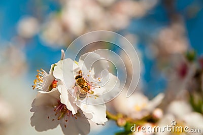 Bee on the spring flowers of almond