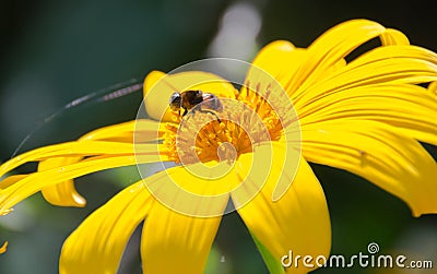 Bee and Sun Flower