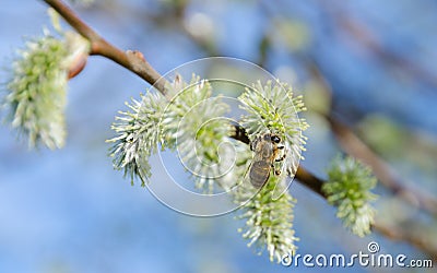 Bee on a willow twig with blue sky in the background