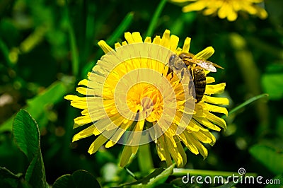 Bee at work on a yellow dandelion flower