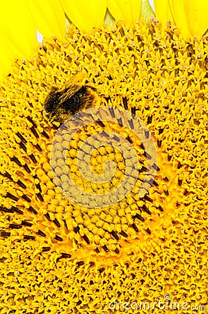 Bee working on sunflower
