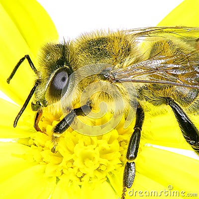 Bee