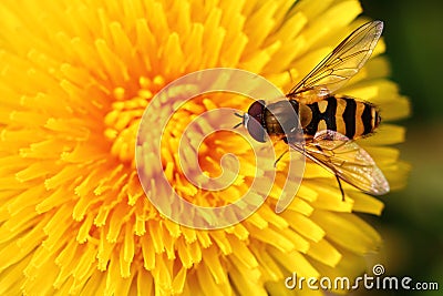 Bee on yellow flower