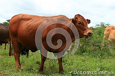 Beef Cattle