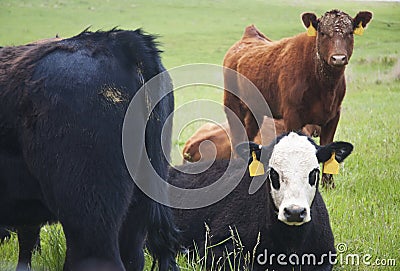 Beef Cattle Pasture