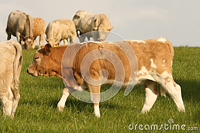 Beef cattle on the pastureland