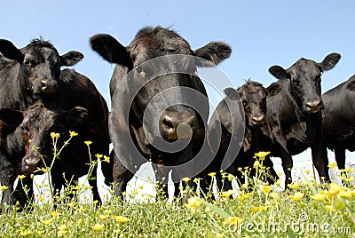 Beef Cattle Stare