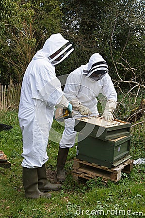  maintenance checks on their bee hive using a smoker to calm the bees