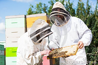 Beekeepers Inspecting Honeycomb Frame At Apiary