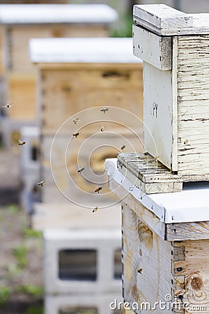 Stock Image: Beekeeping