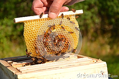 Bees on small wedding honeycomb