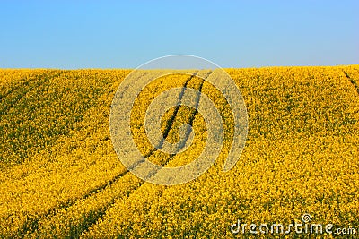 Beets field