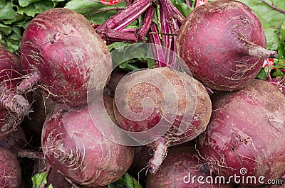 Beets fresh picked and ready for sale