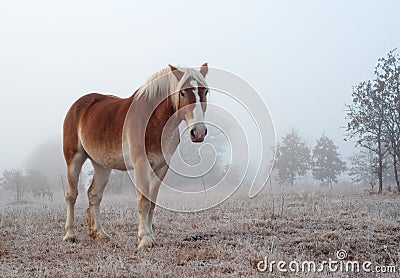 Belgian draft horse on a foggy winter morning