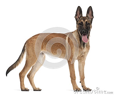 Belgian Shepherd Dog Puppy, 5 Months Old Royalty Free Stock Photo ... Belgian Shepherd Dog Puppy, 5 Months Old Royalty Free Stock Photo ...