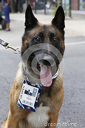 Belgian Shepherd K-9 Wyatt providing security at National Tennis Center during US Open 2014