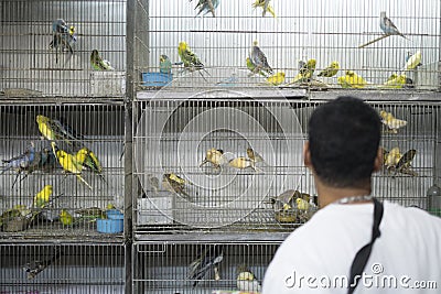 BELO HORIZONTE, BRAZIL - JULY 28: People looking at caged birds