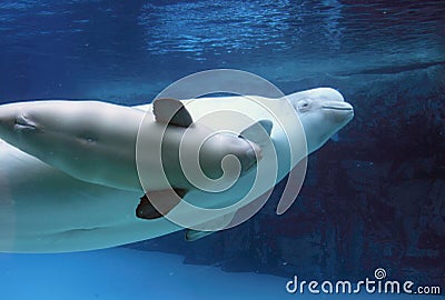 A Beluga Mothers Love