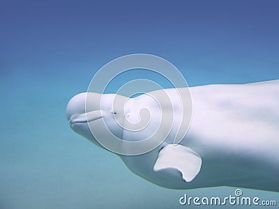 Beluga Whale