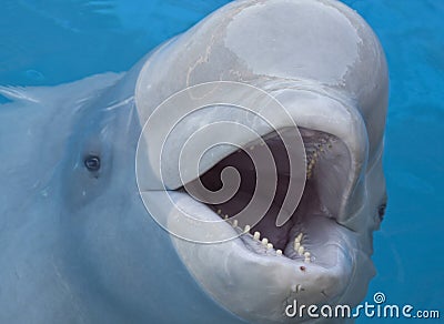 Beluga whale