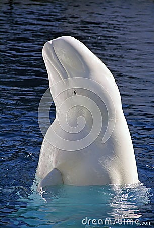 Beluga whale