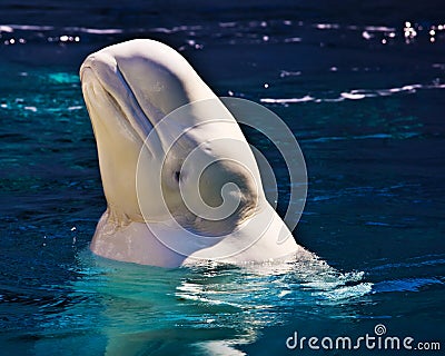 Beluga Whale